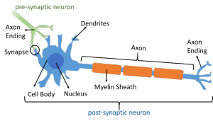 Post-synaptic Neuron