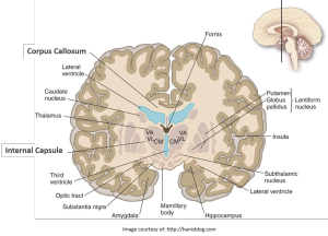 15_02_05 Ramin Eskandari Brain Diagram