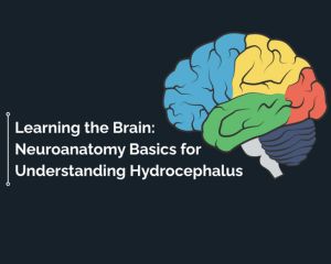 Neuroanatomy