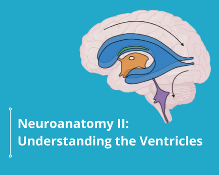 Neuroanatomy